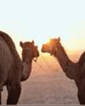Move_To_UAE